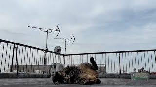 うるせえ鳥に付き纏われるウチのニャンコ（My cat is haunted by noisy birds）