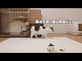 かりんとうを自分のう〇ちと勘違いして急いで隠そうとする猫