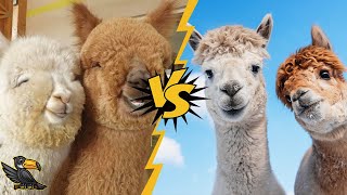 WARNING You Won't Believe The Difference Between Llamas and Alpacas