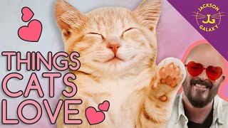 10 Things Your Cats Love the Most!