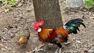 Red jungle fowls pair adavikodi jatha