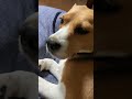 寝起きのビーグル犬 beagle いぬ いぬすたぐらむ