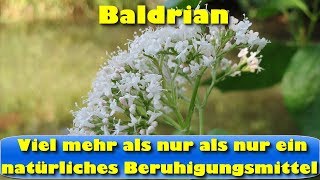 Baldrian - viel mehr als nur als nur ein natürliches Beruhigungsmittel