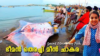 Giant STINGRAY FISH Cutting || ഭീമൻ തിരച്ചി മീൻ ചാകര || V R iN tour BY Deepika Ram