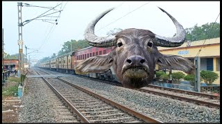 Dangerous Angry Buffalo Headed Intercity Expresz Furious Moving Throughout At Railgate