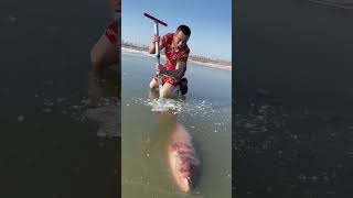 यह आदमी बर्फ मछली की जान बचाता है | Ice Fish 🐠 #shorts