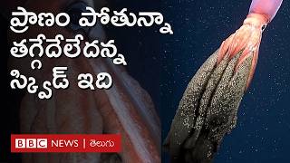 Squid Rare Video: సముద్రం లోతుల్లో స్క్విడ్ అరుదైన దృశ్యాలు చిత్రీకరించిన రోబో కెమెరా | BBC Telugu