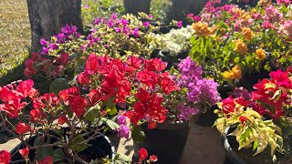 Bougainville 🪴🌸🍀🌸🌿🍃#bougainvillea #bougainville #flowers #greenery