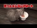 【子猫】ふわふわの猫を風呂に入れたら衝撃的な姿になったww【ラガマフィン】