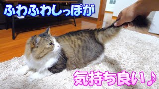 長毛猫のふわふわしっぽがクセになる気持ち良さ♪