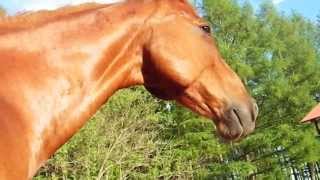 Northpole stable 2013  カキカキで喜ぶ馬の図