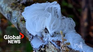 What is hair ice and what makes it so rare?