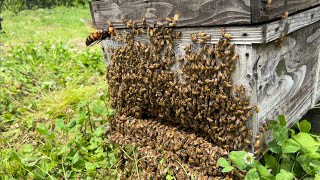 [Beekeeping] Giant hornets attack [Honeybees]