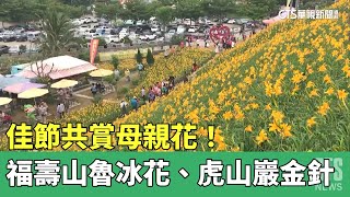 佳節共賞母親花！　福壽山魯冰花、虎山巖金針盛開｜華視新聞 20230514