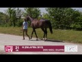 arqana breeze up 2015 lot 21 m by dark angel zalafira