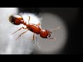 2020 Ant Room Tour!