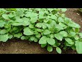 brinjal cultivation වම්බටු බීජ තවන්කිරීම how to grow eggplant seed production batu wagawa