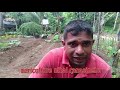 brinjal cultivation වම්බටු බීජ තවන්කිරීම how to grow eggplant seed production batu wagawa