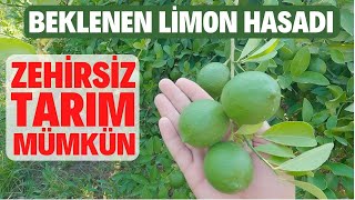 Beklenen Limon Hasadımız Başladı :) Zehirsiz de Limon Üretmek Mümkün Sürdürülebilir Tarım (4K Video)