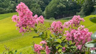 2022/08/10　百日紅の花が咲く蔵川棚田の風景　〜愛媛県大洲市〜