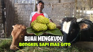 Bengkel Sapi Mas Gito dan Manfaat Buah Mengkudu