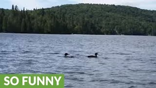 Rare Loon chick decides to jump off mother's back