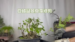 白蜡盆景夏季修剪以及养护技巧，很实用！赶紧看看