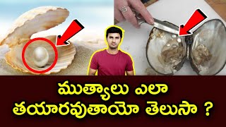 Do you know how pearls( Mutyalu) are made | Telugu Facts | ముత్యాలు ఎలా తయారవుతాయో తెలుసా #pearls