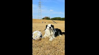 ボールが好きすぎて片付けさせてくれない犬  サッカーするボーダーコリー #shorts