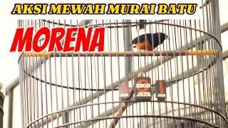 SUARA BURUNG - AKSI MEWAH MURAI BATU MORENA