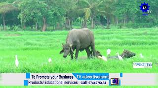 ഒന്നാം വിളക്കായി തയ്യാറാക്കിയ ഞാറ്റടി കാട്ടുപന്നികളിൽ നിന്ന് രക്ഷിക്കാൻ പാടുപെടുന്നു