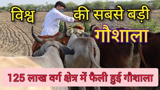 World's largest cowshed || Bhadriya Goshala Rajasthan || Bhadaria Gaushala Rajasthan