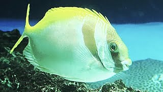 ヒメアイゴ　Double-bar Rabbitfish,Barhead spinefoot　Siganus virgatus