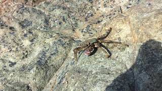 When a sea crab meets human - cold water creatures - ocean wildlife