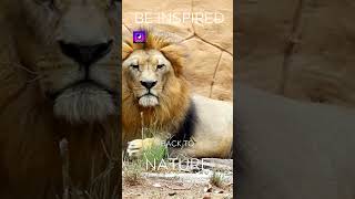 Roar of Majesty: 432Hz Lion Meditation\