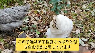 【鶏日記】入居三日目のおチビたち。すでにクロも少し適応か！#coq #hens #poules #にわとり #にわとりこ #鶏 #ニワトリ #雄鶏 #鶏日記