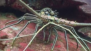 Crustaceans - Reef Life of the Andaman - Part 13