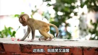 街头惊现“猴王争霸”