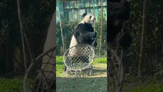 绅威其实是个很聪明的熊猫，只是注意力不在营业上而已！ #panda #大熊貓