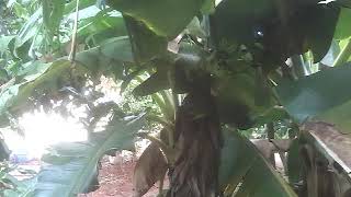 केळीचे झाड,,,,,,,Banana tree,,,,,,,,