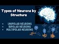 Types of Neurons : Unipolar, Bipolar, and Multipolar Neurons