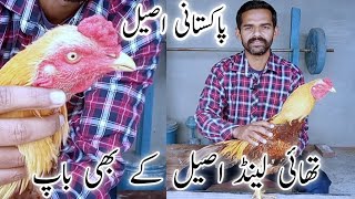 Mianwali Aseel vs Thailand Aseel | Pakistani aseel murga | Asli aseel ki pehchan | Ihsan Gujjar Vlog