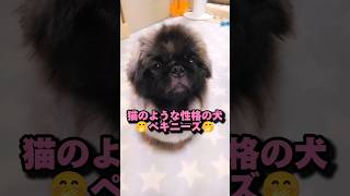 ペキニーズもんち♪ほら見て～猫だね🎵#shorts #pekinese #ペキニーズ #もふもふ #犬のいる生活 #dog