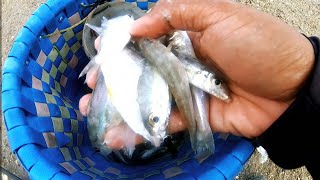 Jangan Remehkan Mancing Pinggiran Di Belitung || Mancing Ikan Bebulus