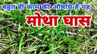 Health Benefits of Nut Grass(Motha Ghas) | मोथा घास के पौधे के चमत्कारी लाभ | Subhash Bhardwaj