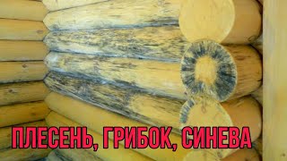 Грибок на дереве. Как убрать синеву? Смотри все просто!