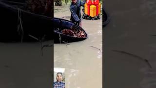 Palm oil fruits are being harvested from water