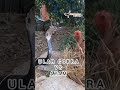 ketika ular ganggu Ayam lagi bertelur #shorts #viral #Pd_raja Unggas