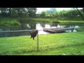 Snapping Turtle Climbs Fence!