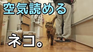 夫婦のムードを察する能力を持つサビ猫。